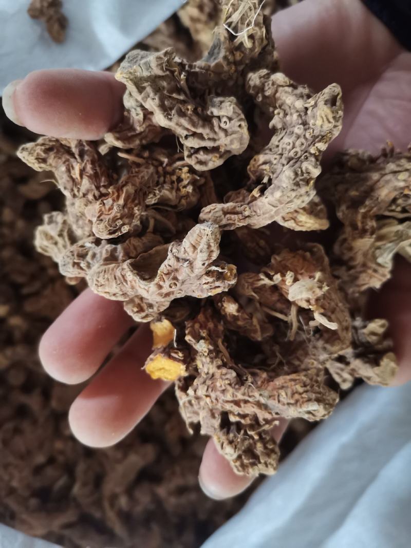 知母产地亳州市卫岗镇地产中药材知母个子
