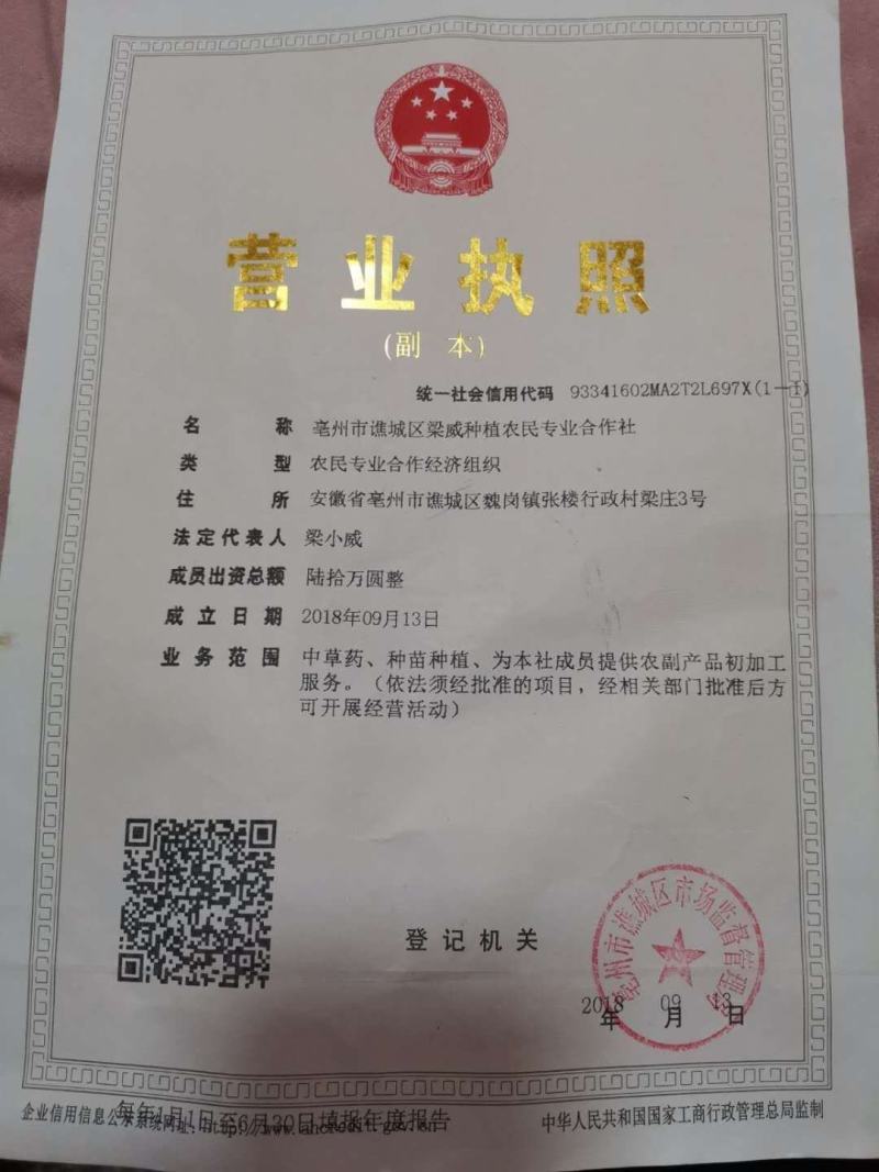 知母产地亳州市卫岗镇地产中药材知母个子