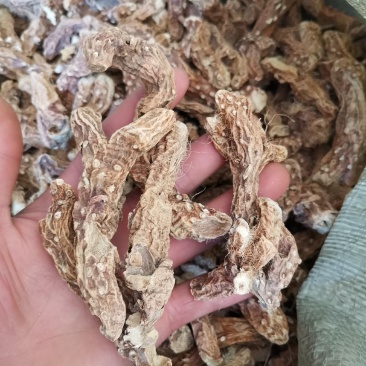 知母产地亳州市卫岗镇地产中药材知母个子
