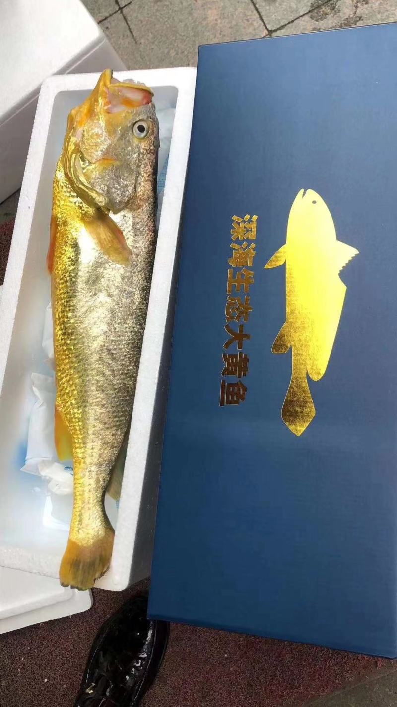 宁德大黄鱼，我们只做深海大黄鱼