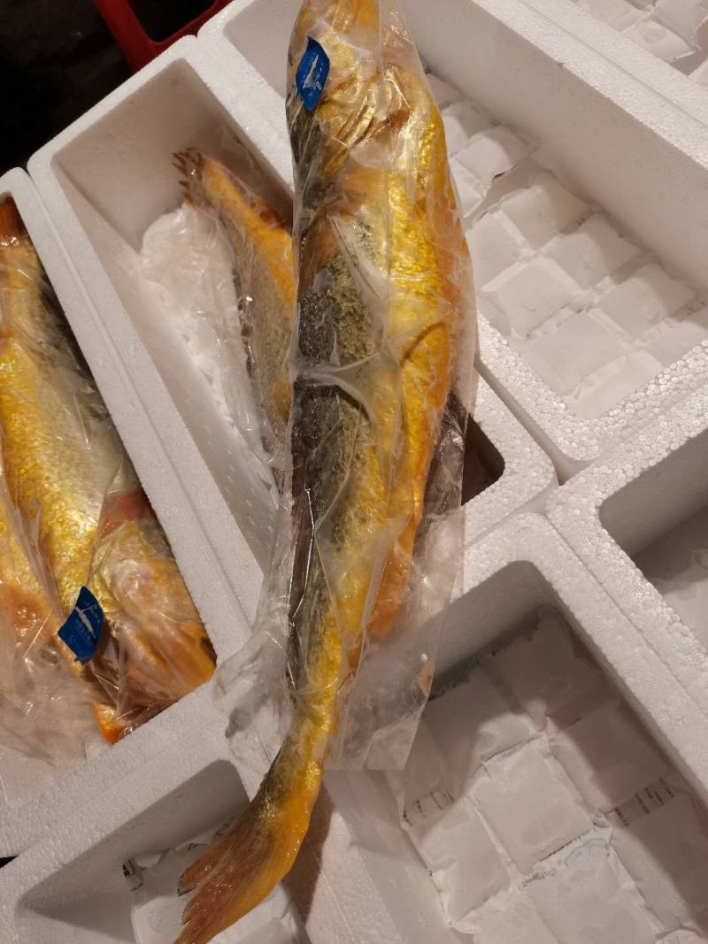 宁德大黄鱼，我们只做深海大黄鱼