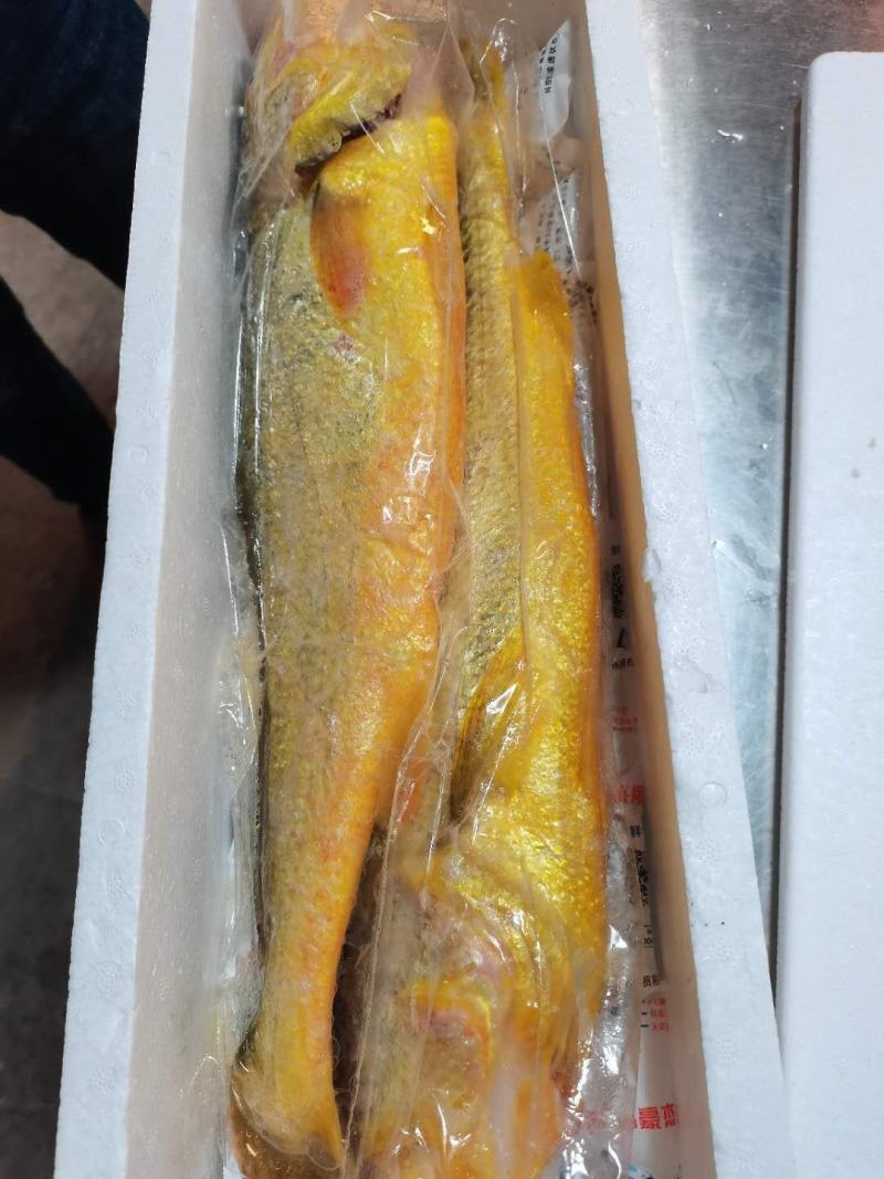 宁德大黄鱼，我们只做深海大黄鱼