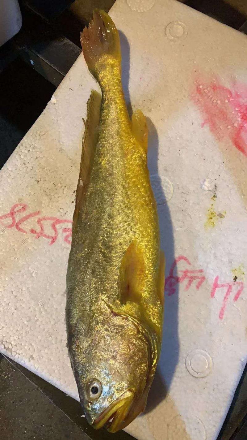宁德大黄鱼，我们只做深海大黄鱼