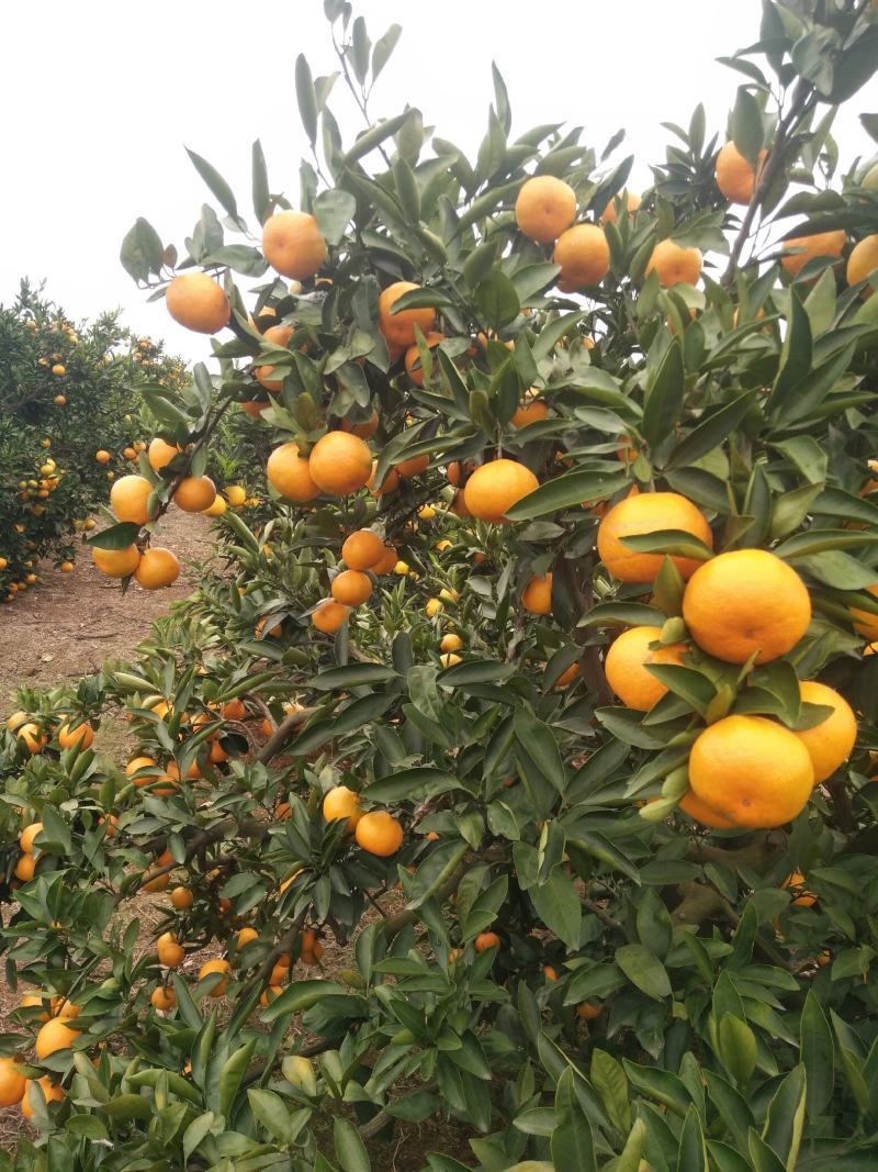 普早蜜桔国庆一号大量上市中，果面靓丽，口感清甜，无子化渣
