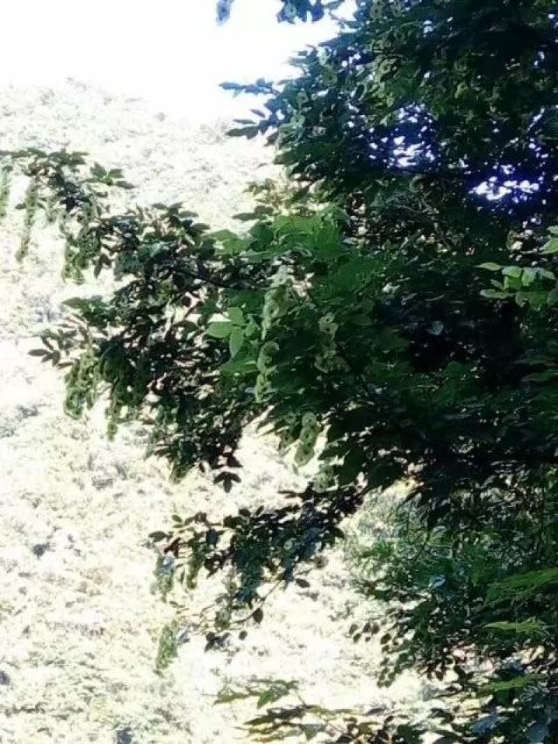 青钱柳叶产地大货批发
