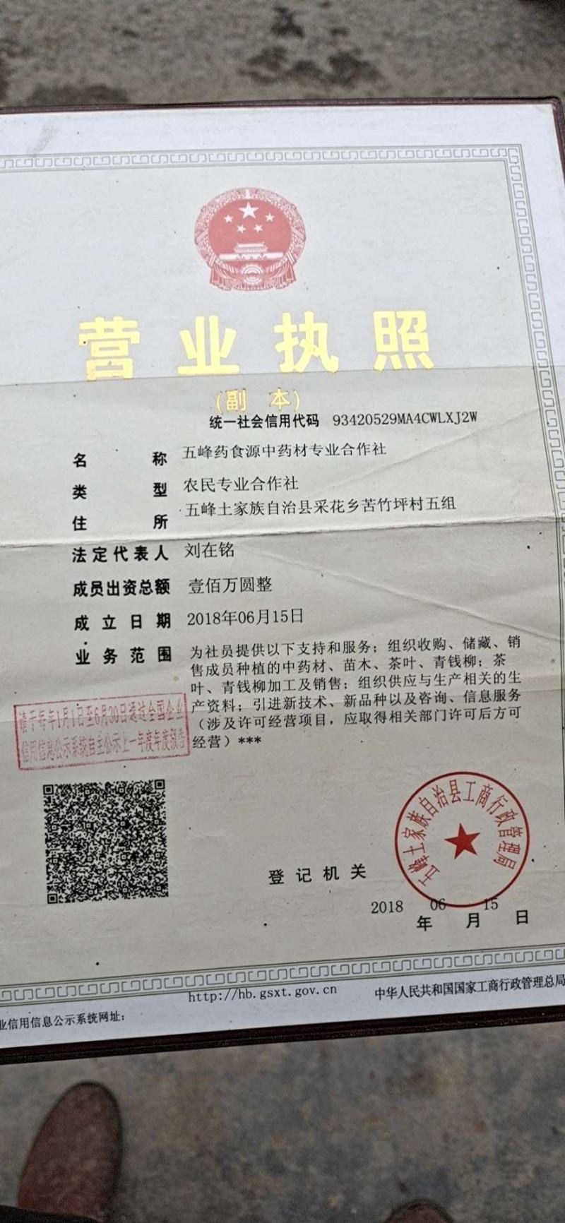 野生岩黄连下料，莫子