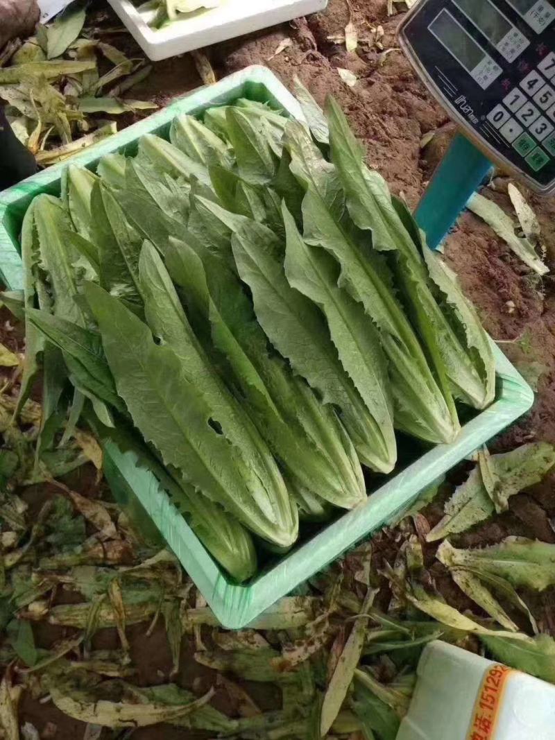 邯郸本地油麦菜，大量上市基地直销可供超市。颜色油绿