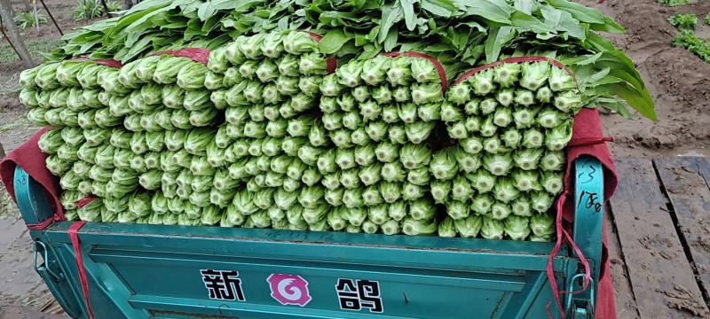 邯郸本地油麦菜，大量上市基地直销可供超市。颜色油绿
