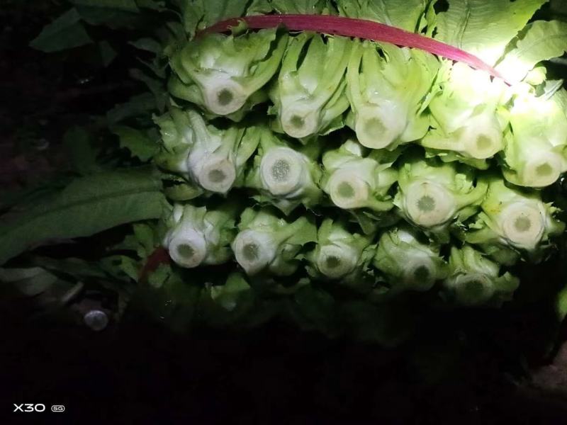 邯郸本地油麦菜，大量上市基地直销可供超市。颜色油绿