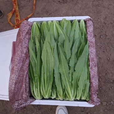 邯郸本地油麦菜，大量上市基地直销可供超市。颜色油绿
