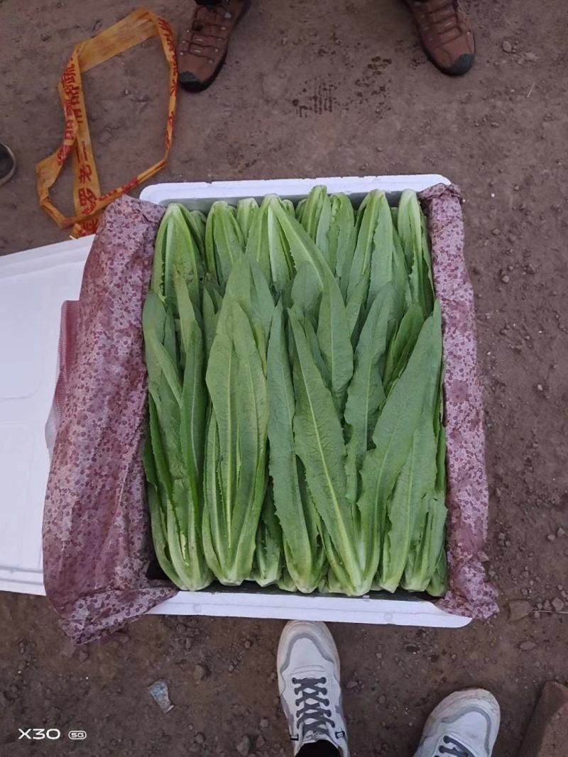 邯郸本地油麦菜，大量上市基地直销可供超市。颜色油绿