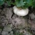 基地直销大量出售盘菜质量好价格优欢迎新老客户前来订购种植