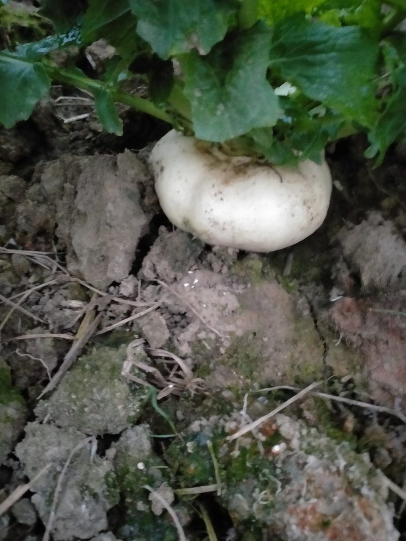 基地直销大量出售盘菜质量好价格优欢迎新老客户前来订购种植