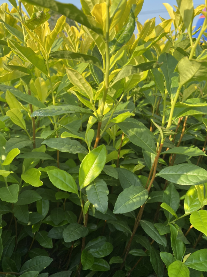 安吉黄金叶黄化品种茶