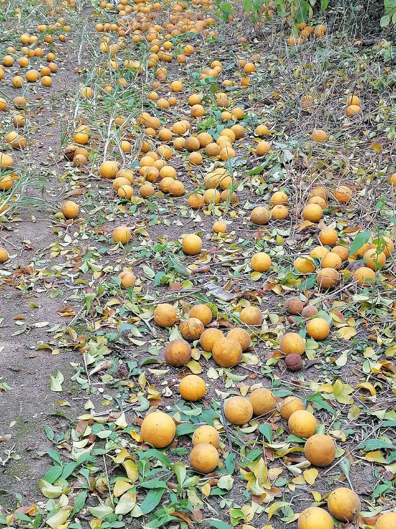 2021年新枸橘种子，又名积壳种子，臭杞，铁篱笆等，