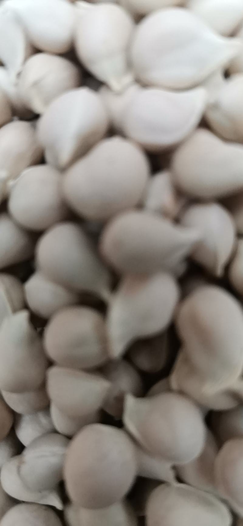 正宗资阳软枝小叶香橙种子