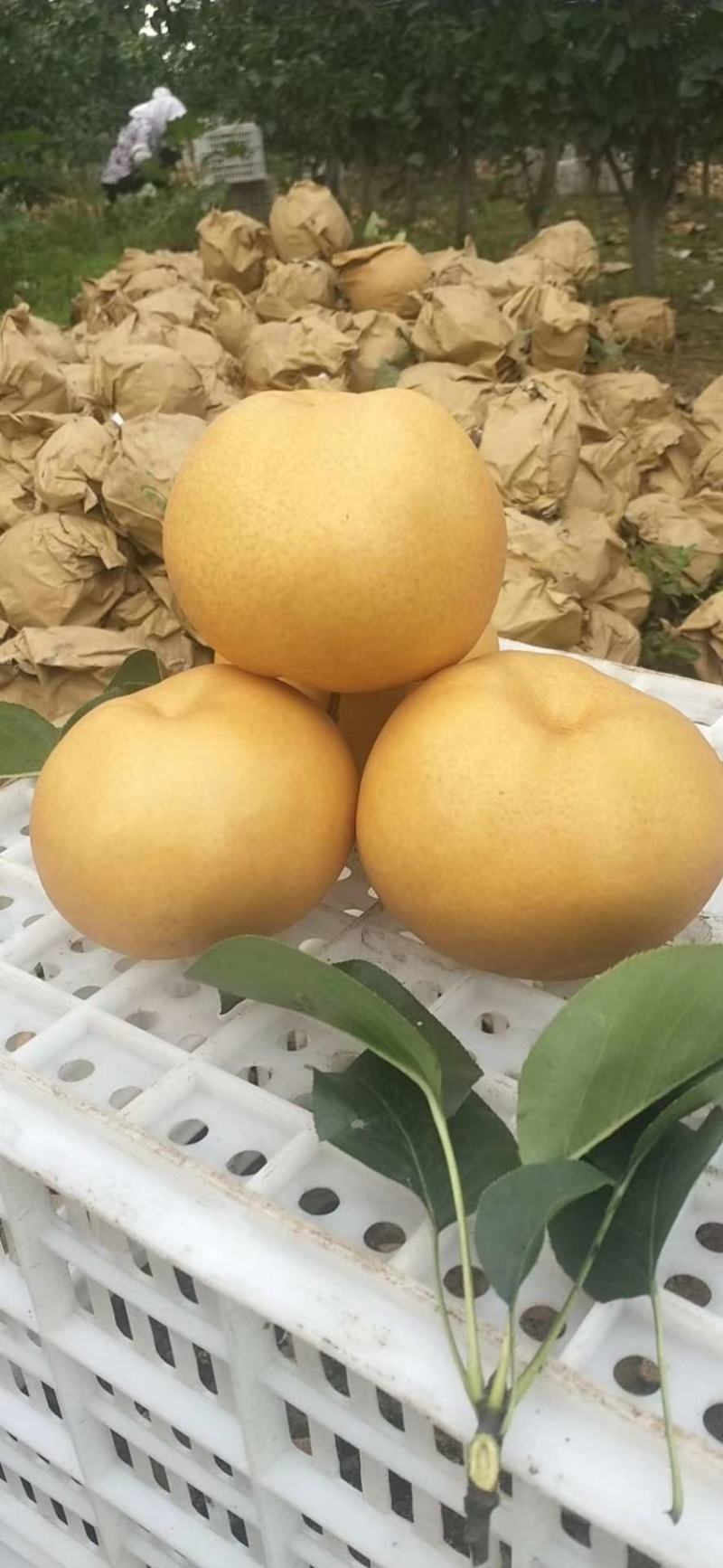 梨，大量批发晚秋黄梨，口感特好，