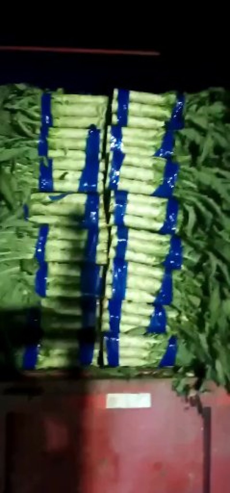 山东精品红叶莴笋实力代办价格公道一条龙服务欢迎来电咨询