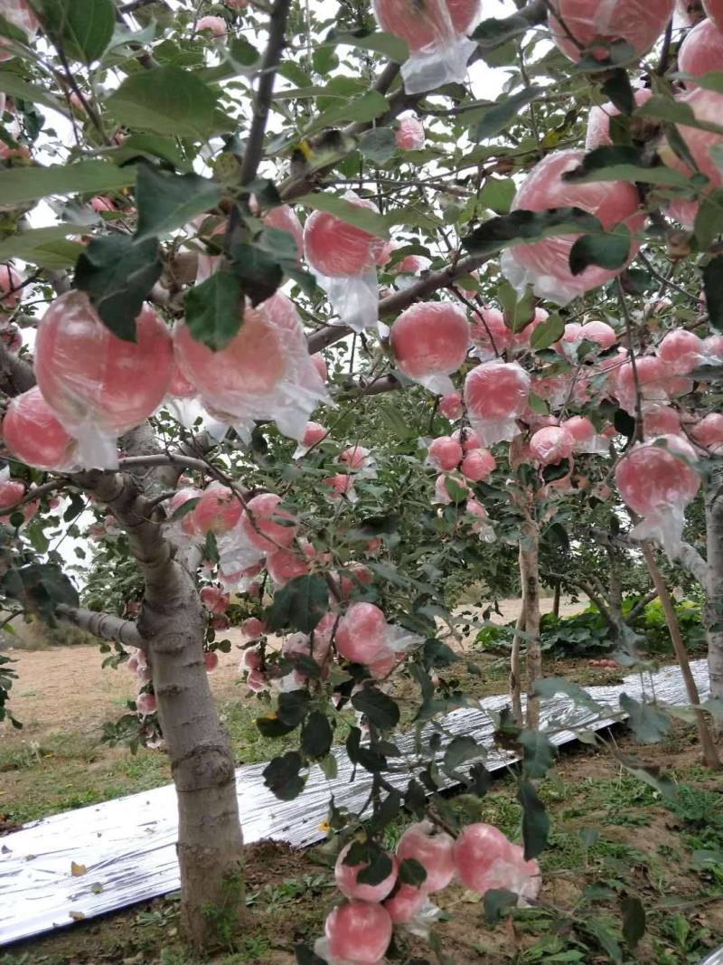 山西运城市万黄土高原硬度好冰糖心耐运输纸加膜香脆甜红富士