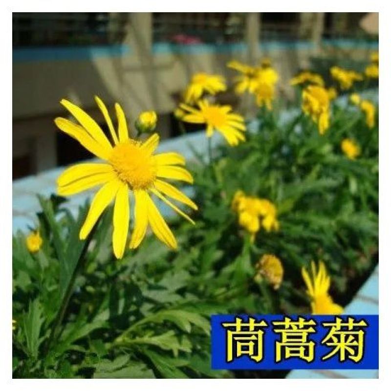茼蒿菊种子多年生宿根花草种子景观花海易种