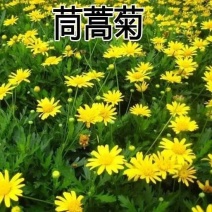 茼蒿菊种子多年生宿根花草种子景观花海易种