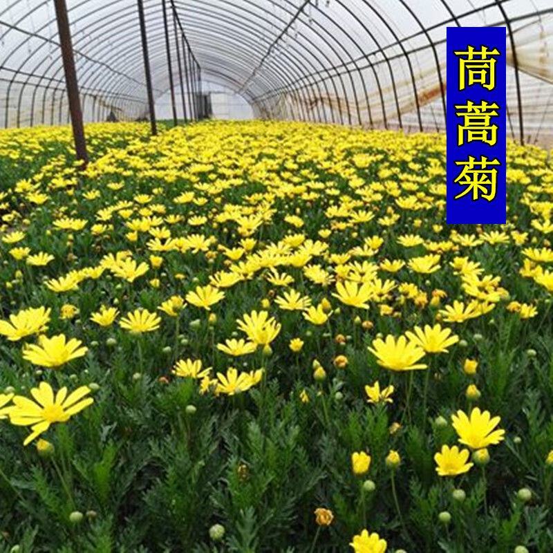 茼蒿菊种子多年生宿根花草种子景观花海易种