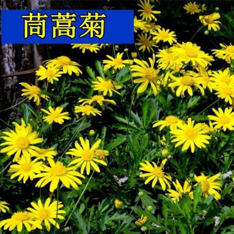 茼蒿菊种子多年生宿根花草种子景观花海易种