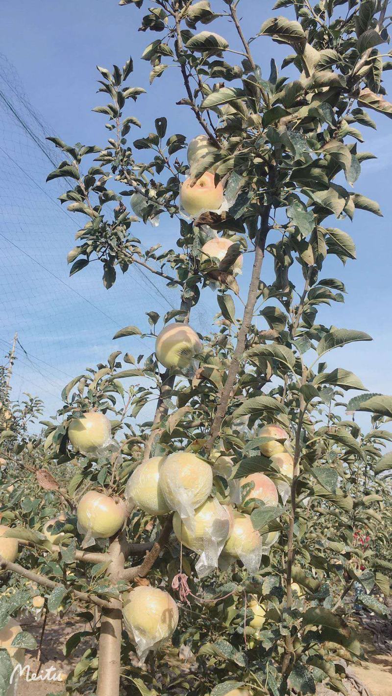 自家种植大量明月苹果出售，口感香脆甜，欢迎全国客商洽谈