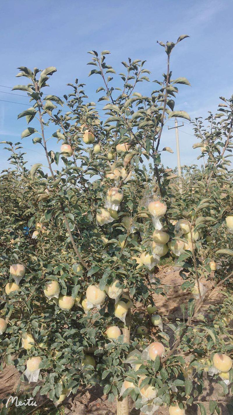 自家种植大量明月苹果出售，口感香脆甜，欢迎全国客商洽谈