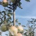 自家种植大量明月苹果出售，口感香脆甜，欢迎全国客商洽谈