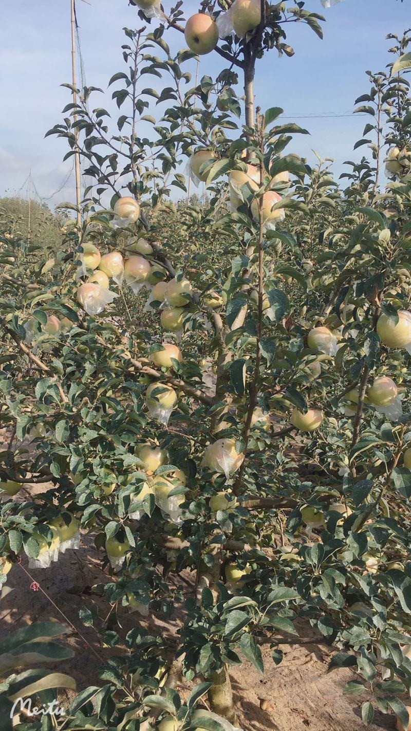 自家种植大量明月苹果出售，口感香脆甜，欢迎全国客商洽谈