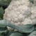 花菜，青梗白面散花，大吨位供货，产地直供。