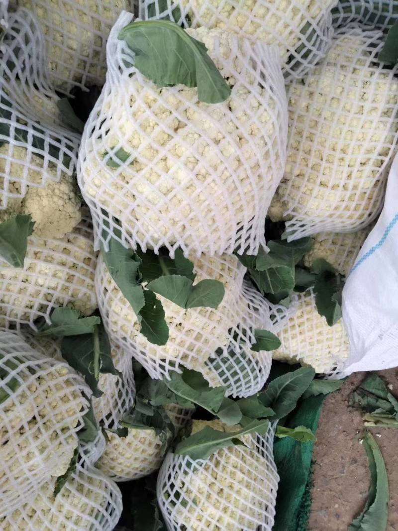 花菜，青梗白面散花，大吨位供货，产地直供。