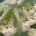花菜，青梗白面散花，大吨位供货，产地直供。