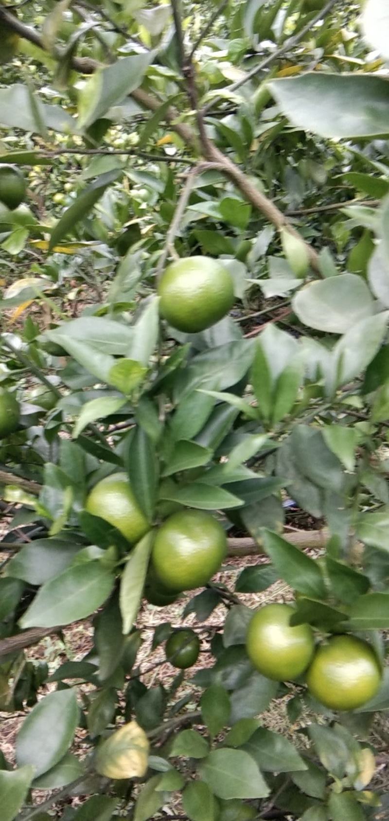 上市中的皇帝柑(贡柑)，个头大，口感好，甜度够，货源充足