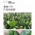 挑战176菠菜种子，半圆叶，浓绿有光泽，抗病能力强