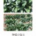 挑战176菠菜种子，半圆叶，浓绿有光泽，抗病能力强
