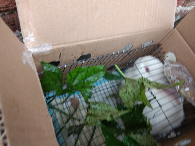活兔子活兔子活兔子兔子肉