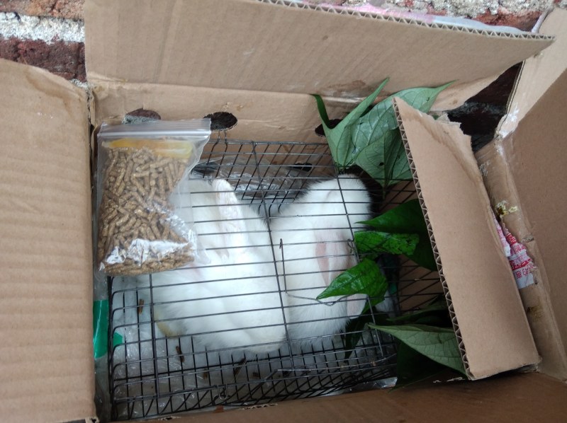 活兔子活兔子活兔子兔子肉
