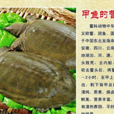 甲鱼生态养殖中华甲鱼甲鱼苗快递包活到家
