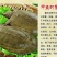 甲鱼生态养殖中华甲鱼甲鱼苗快递包活到家