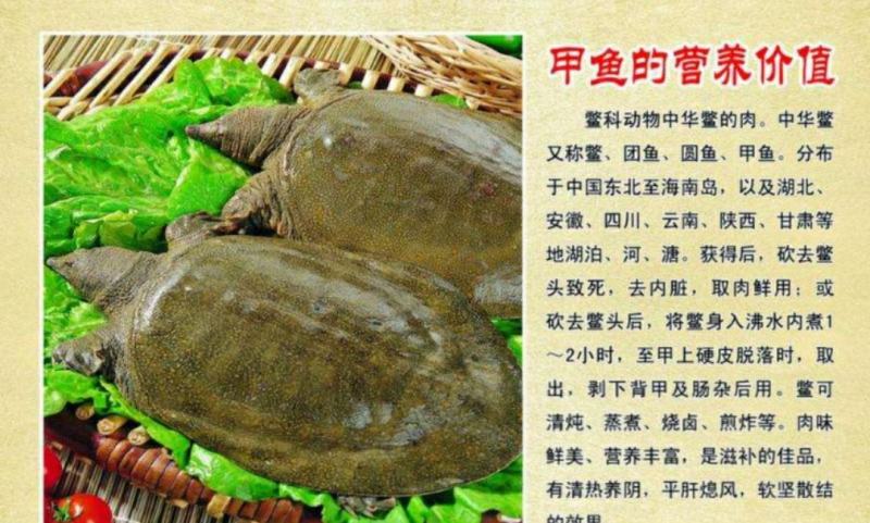 甲鱼生态养殖中华甲鱼甲鱼苗快递包活到家