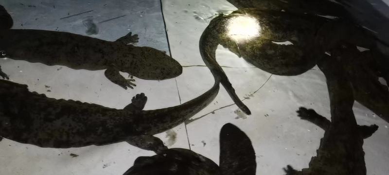 甲鱼生态养殖中华甲鱼甲鱼苗快递包活到家