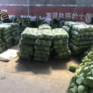 陕西三原蔬菜大量上市，品质好保质保量（有冷库有厂地）