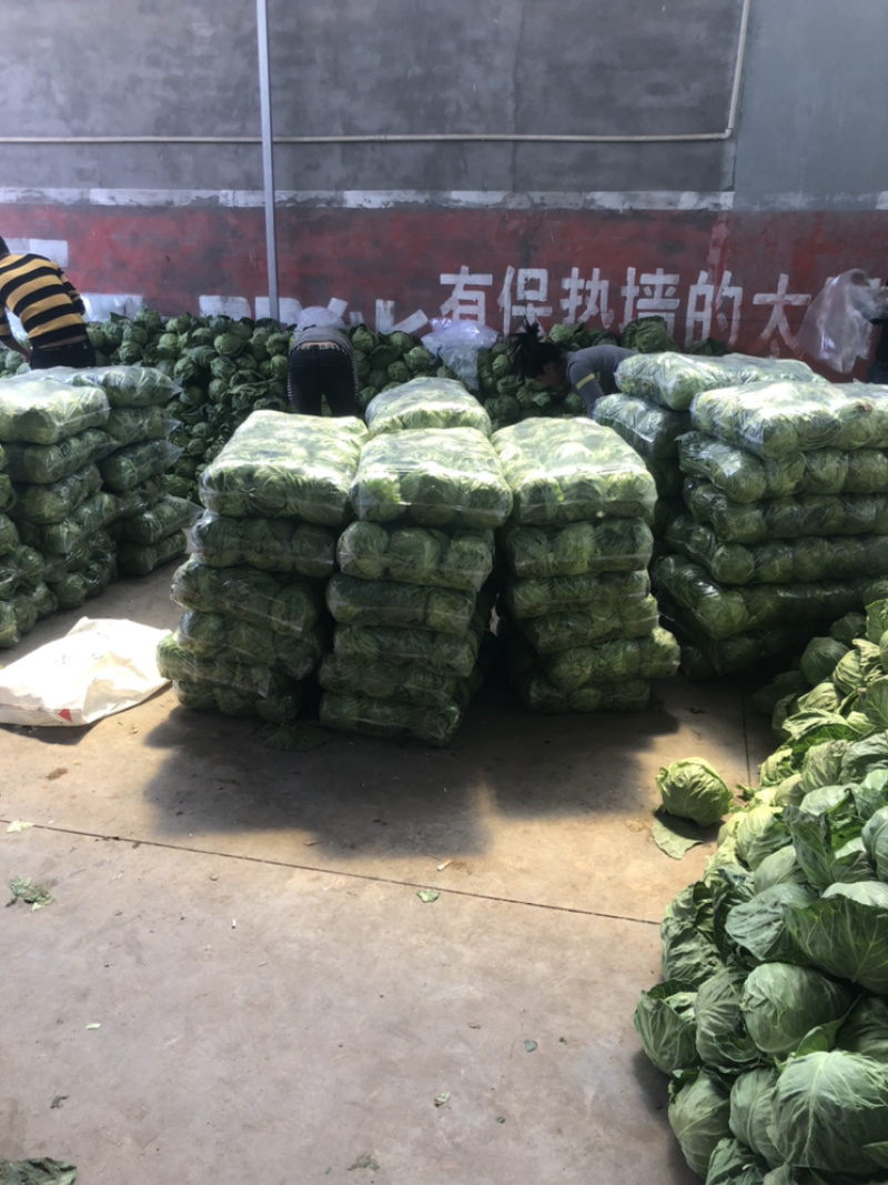 陕西三原蔬菜大量上市，品质好保质保量（有冷库有厂地）