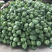 陕西三原蔬菜大量上市，品质好保质保量（有冷库有厂地）