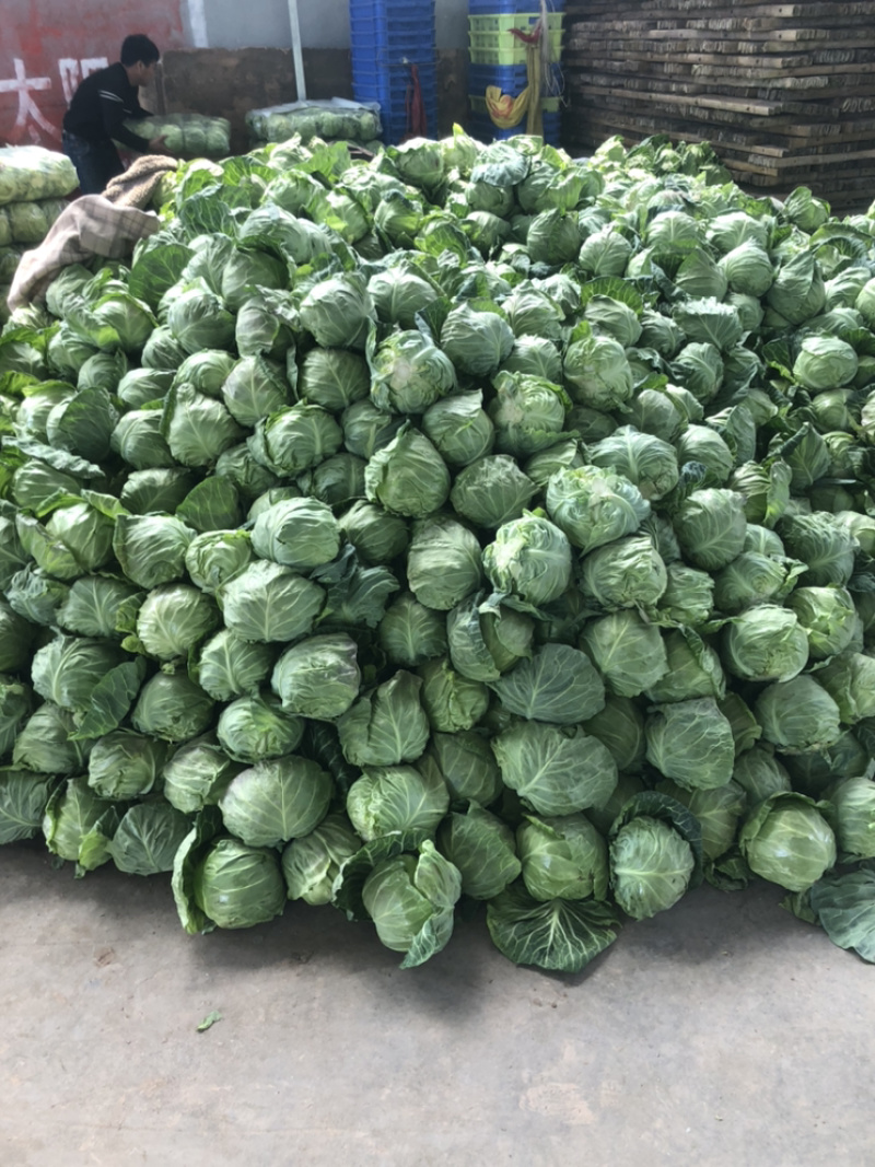 陕西三原蔬菜大量上市，品质好保质保量（有冷库有厂地）