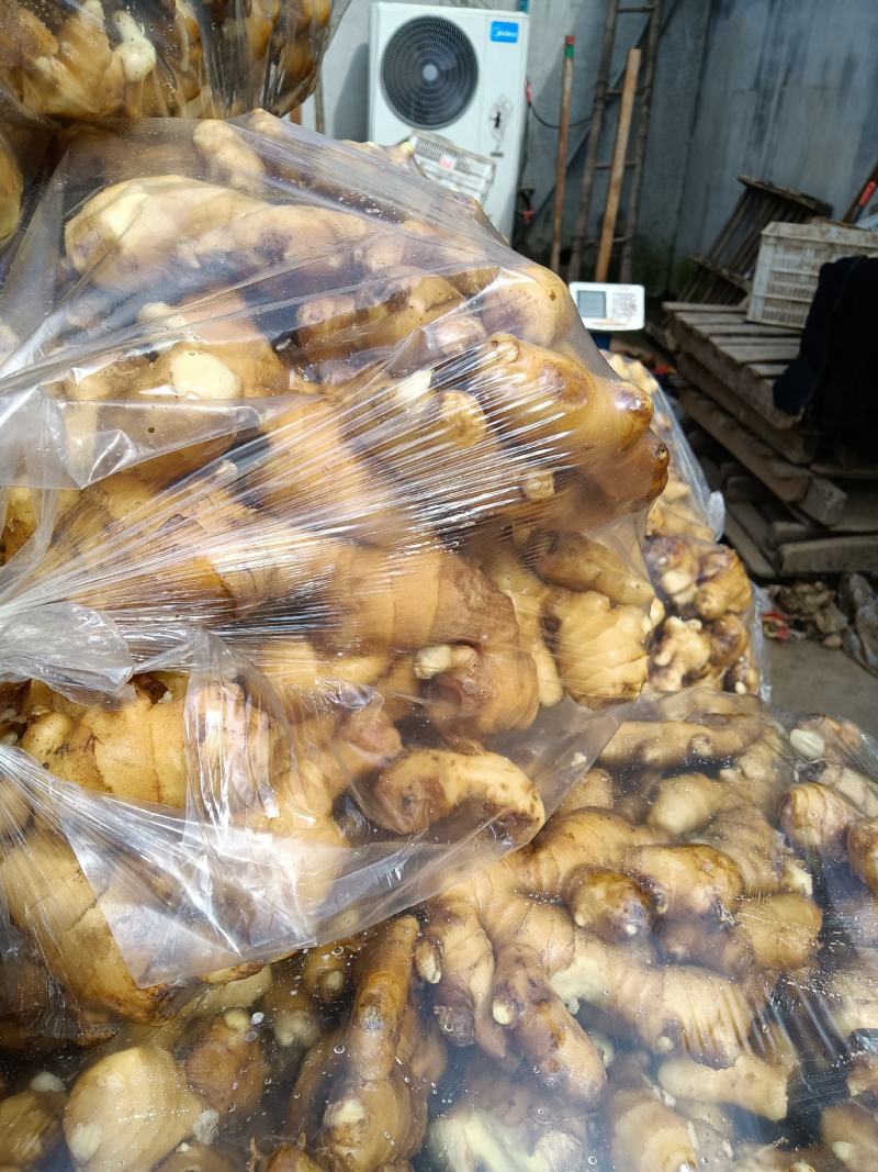 山东优质生姜种植基地批发市场批发基地直发