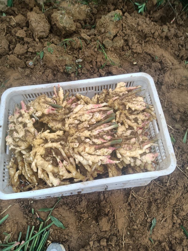 山东优质生姜种植基地批发市场批发基地直发