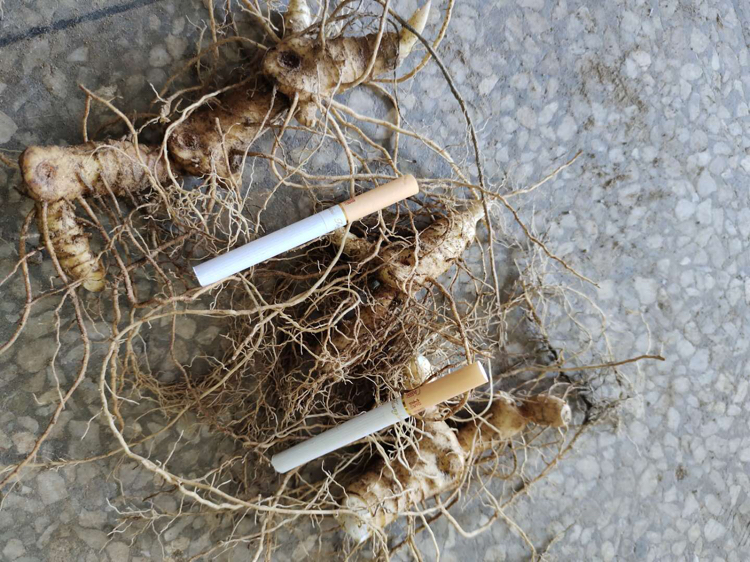 熟地黄药材图